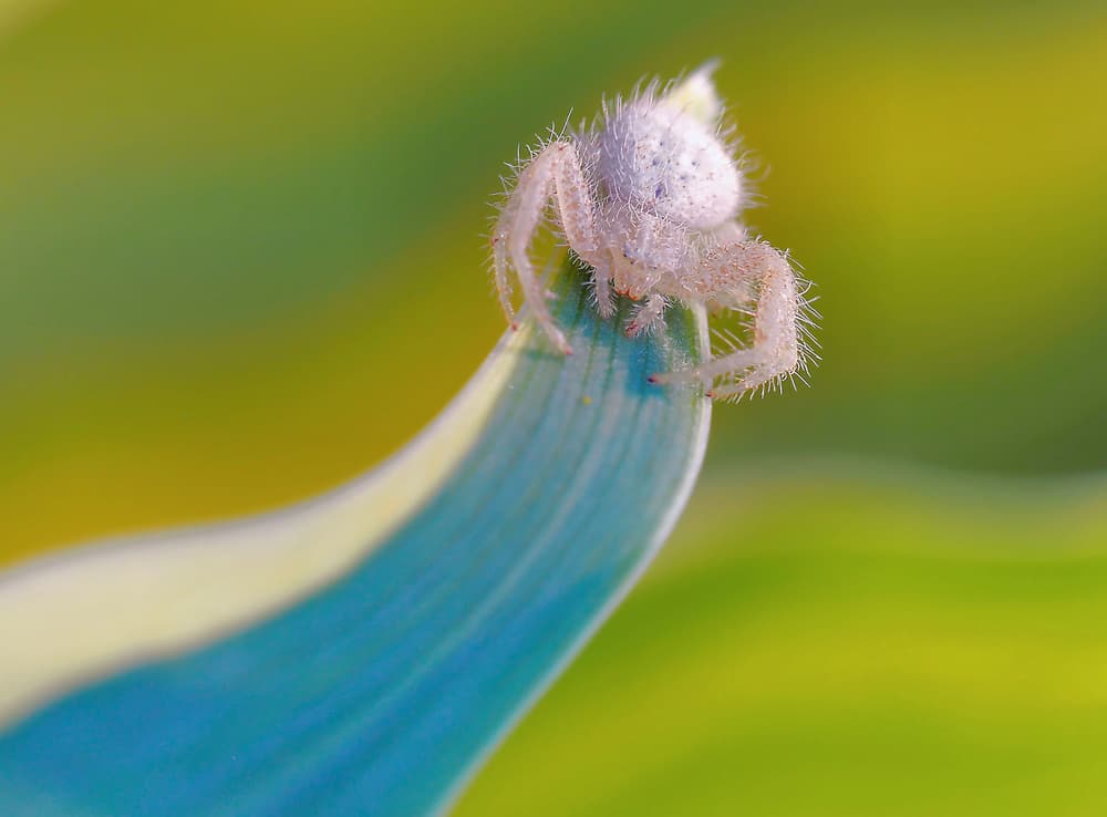 Fuzzy White Spider by Thierry Dufour — canvas wall art