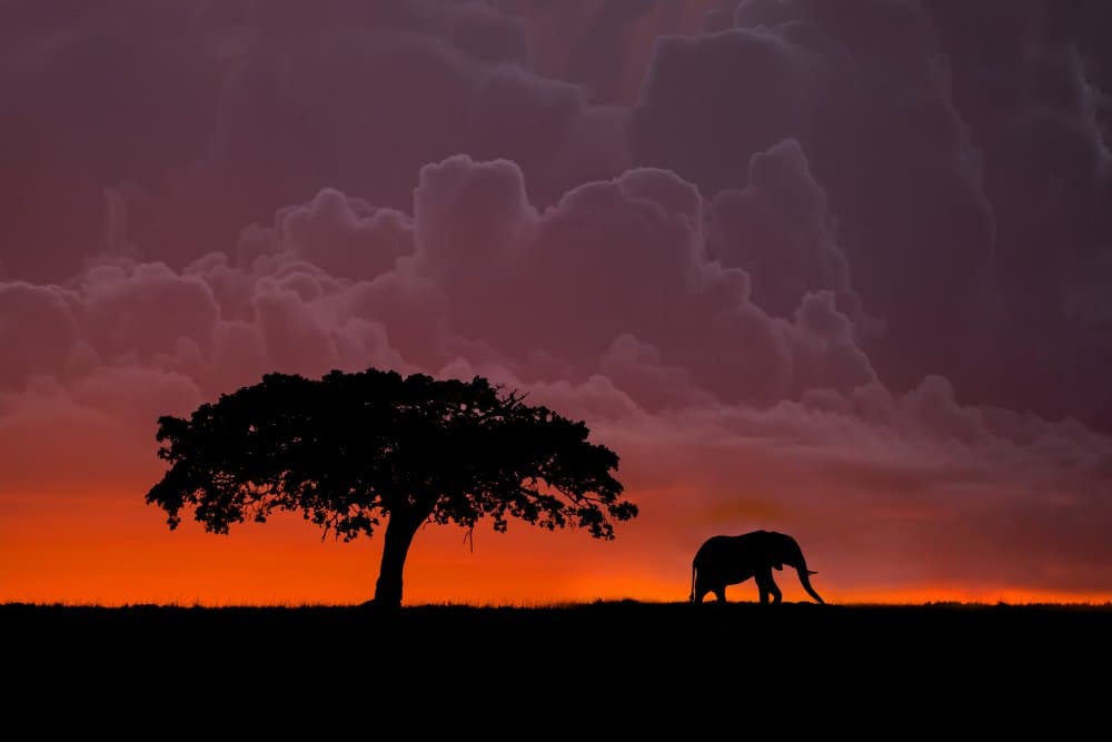 African Sunset Elephant by Xavier Ortega — canvas wall art