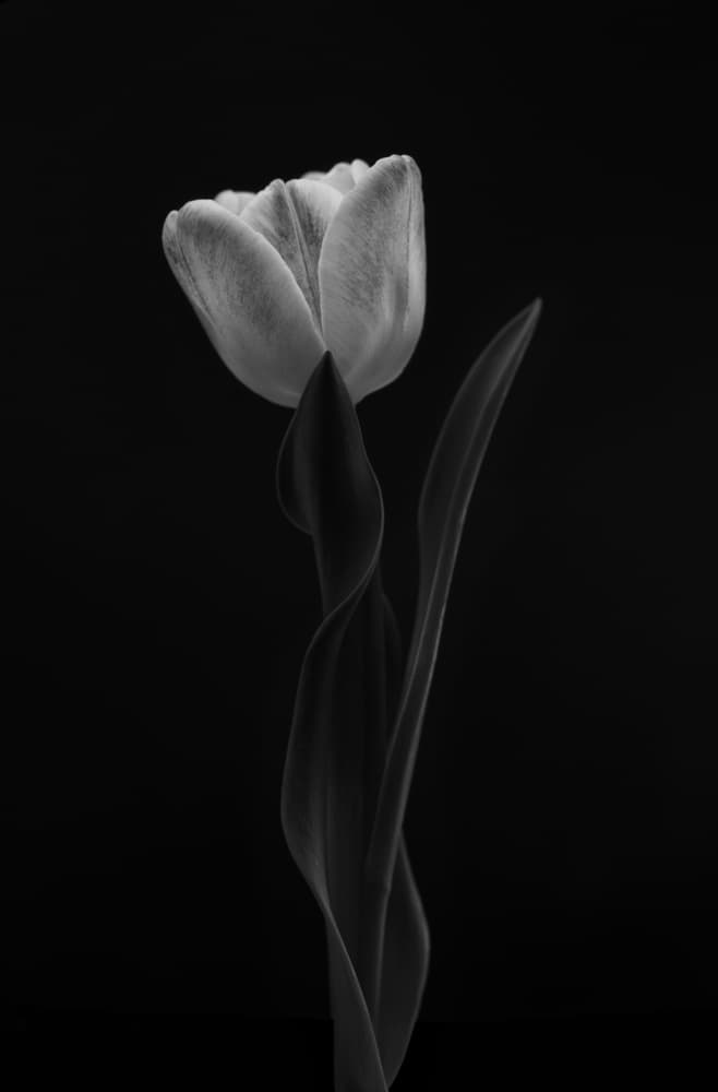 Monochrome Tulip Elegance by Lotte Grønkjær — canvas wall art