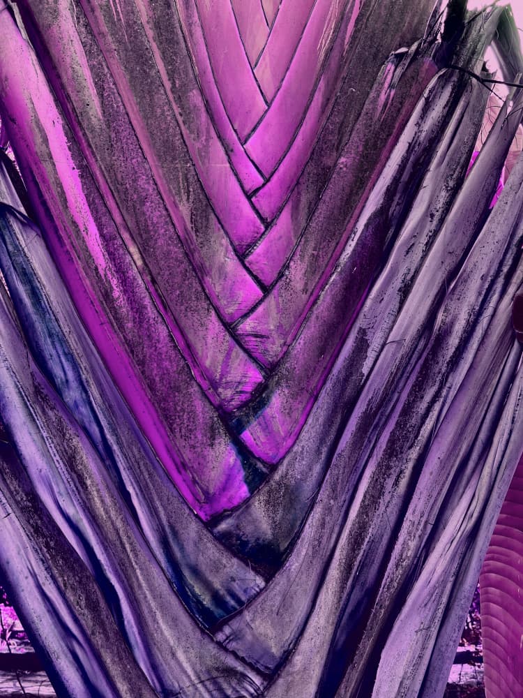 Vibrant Purple Plant Abstract by Santhosh ch — canvas wall art