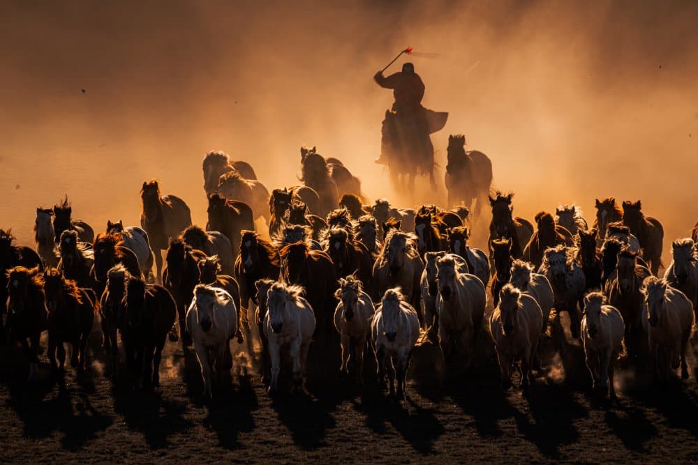 Cowboy Herding Horses by Yuhan Liao — canvas wall art