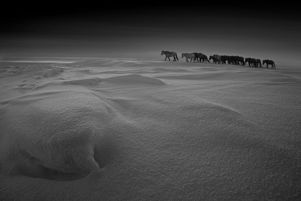Wild Horses Winter Journey by Bingo Z — canvas wall art
