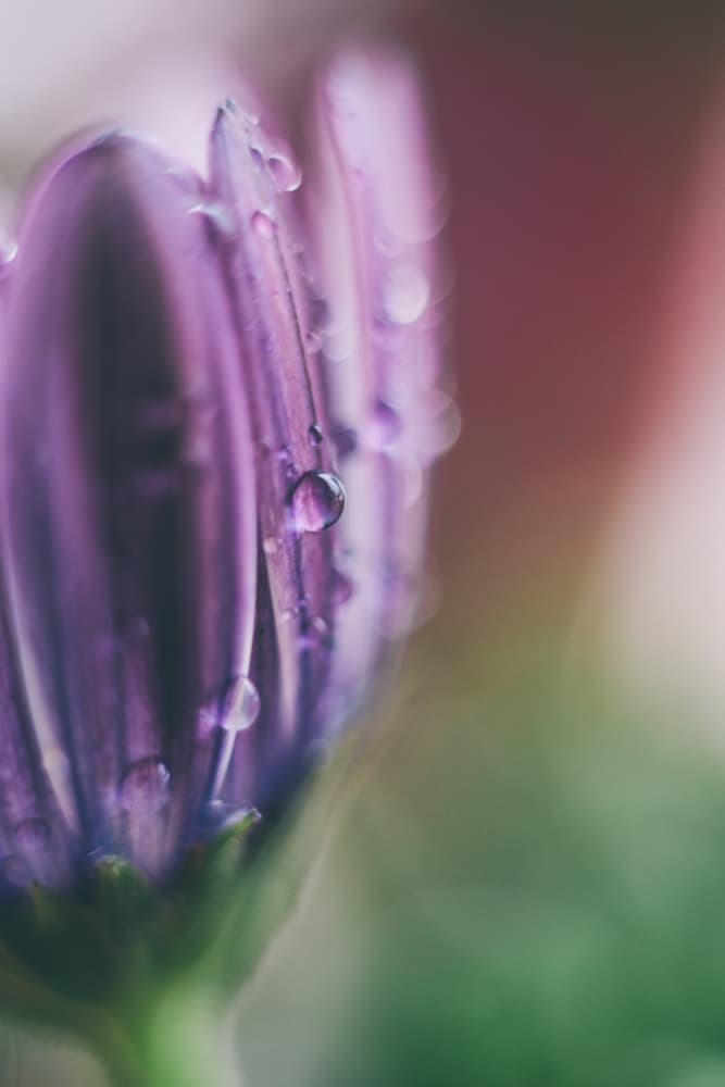 Dewy Purple Flower by Javier Pardina — canvas wall art