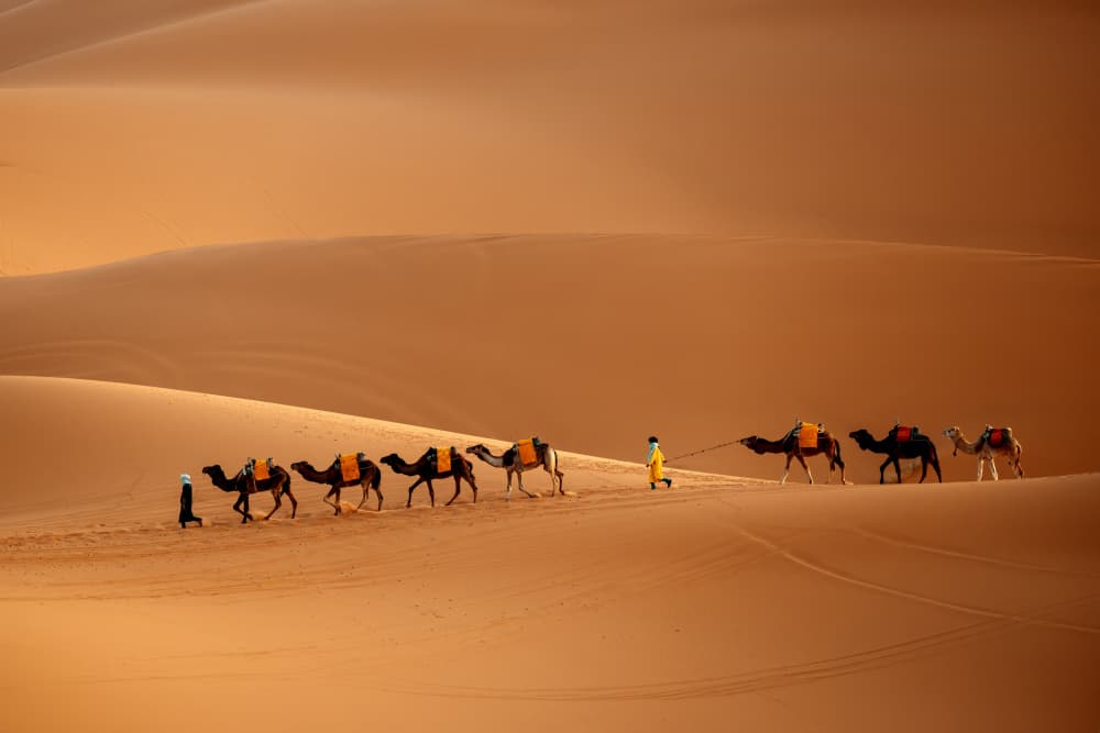 Desert Camel Caravan by Gina Buliga — canvas wall art