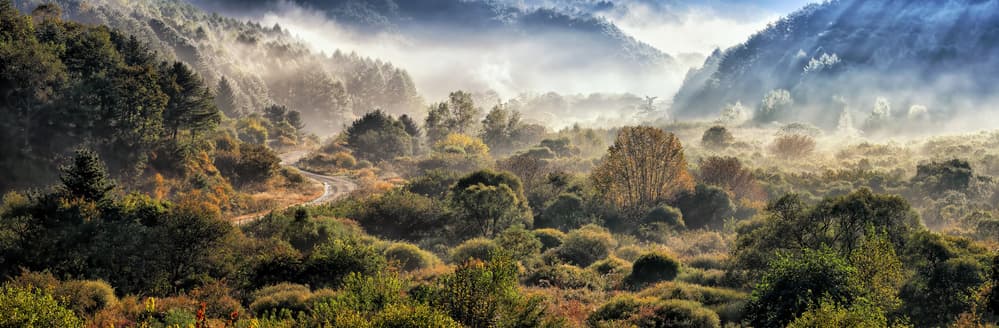 Golden Morning Mist by Tiger Seo — canvas wall art