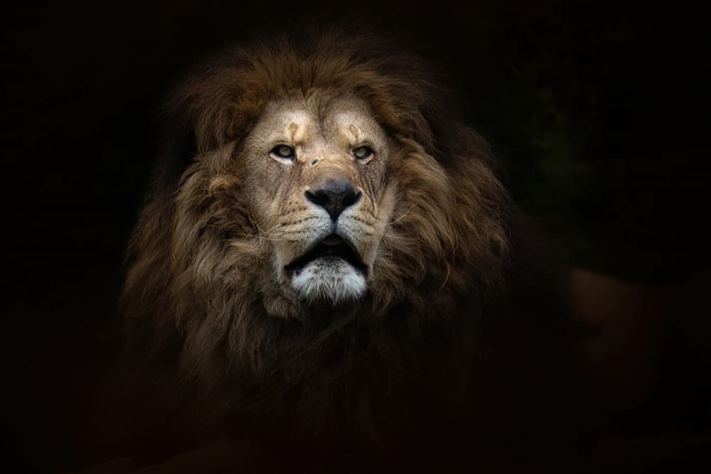 Majestic Male Lion by alberti Patrick — canvas wall art