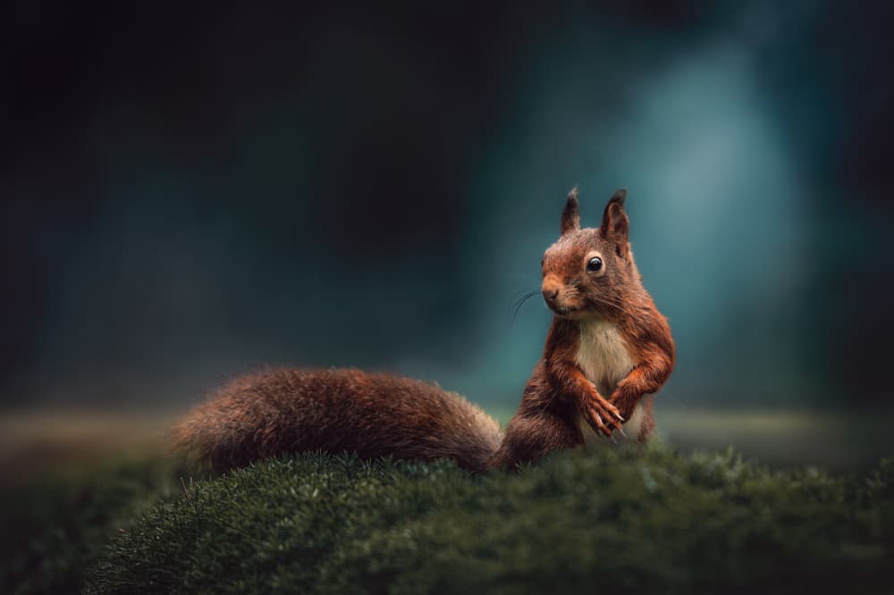 Curious Woodland Squirrel by Gert J ter Horst — canvas wall art