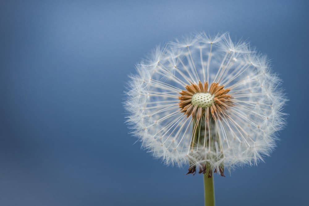 Fluffy Dandelion Seed by Bess Hamiti — canvas wall art
