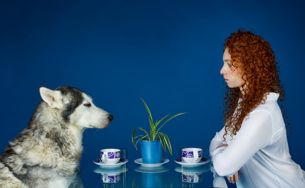 Husky Dog Coffee Meeting by Michael Allmaier — canvas wall art
