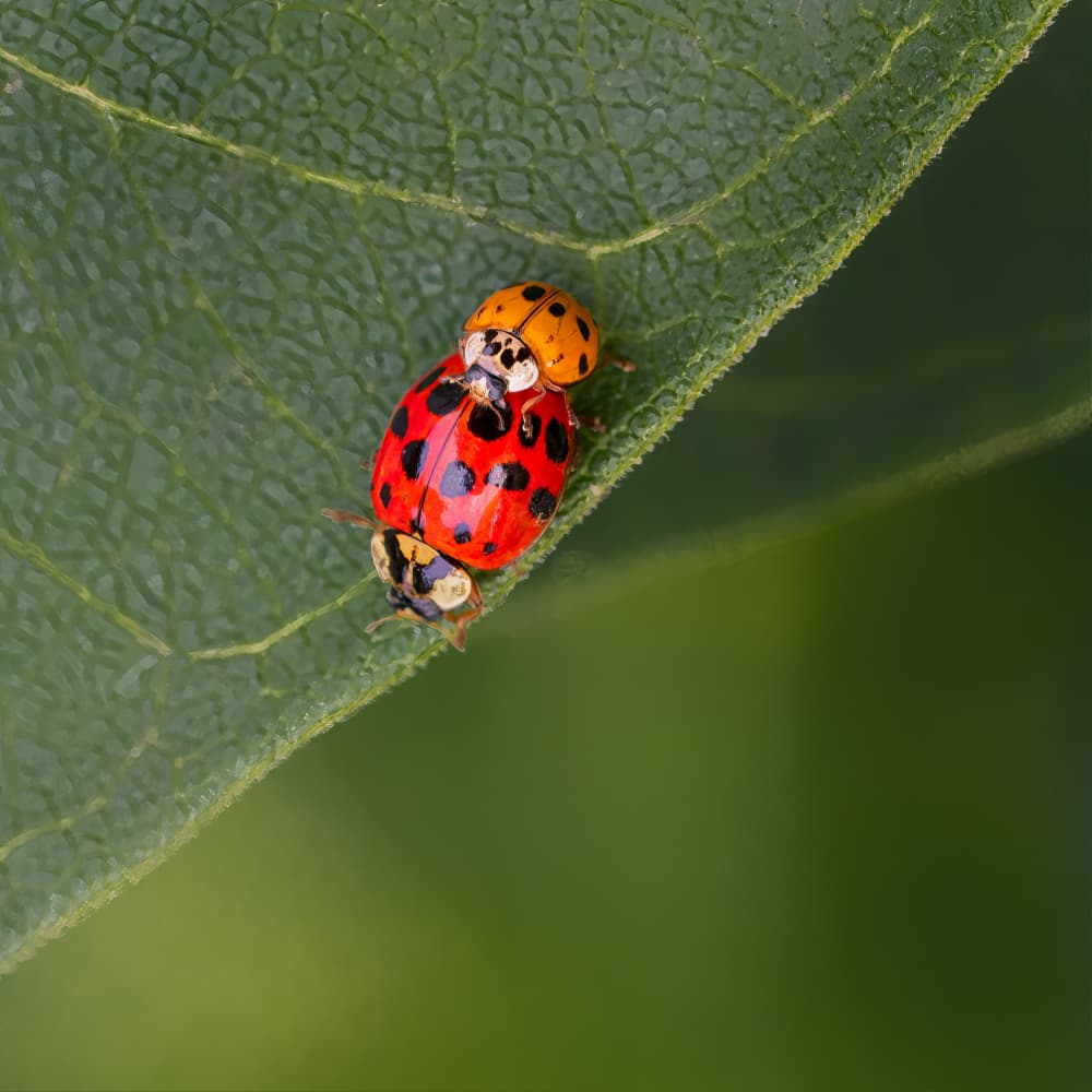 Ladybug Pair On Leaf by Yi Pan — canvas wall art