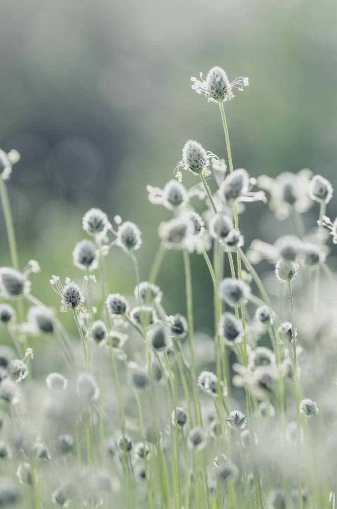 Dreamy White Blooms by Javier Pardina — canvas wall art