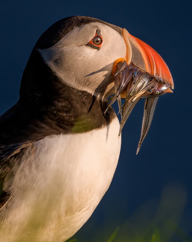 Puffin's Fresh Catch by iPuraVida — canvas wall art