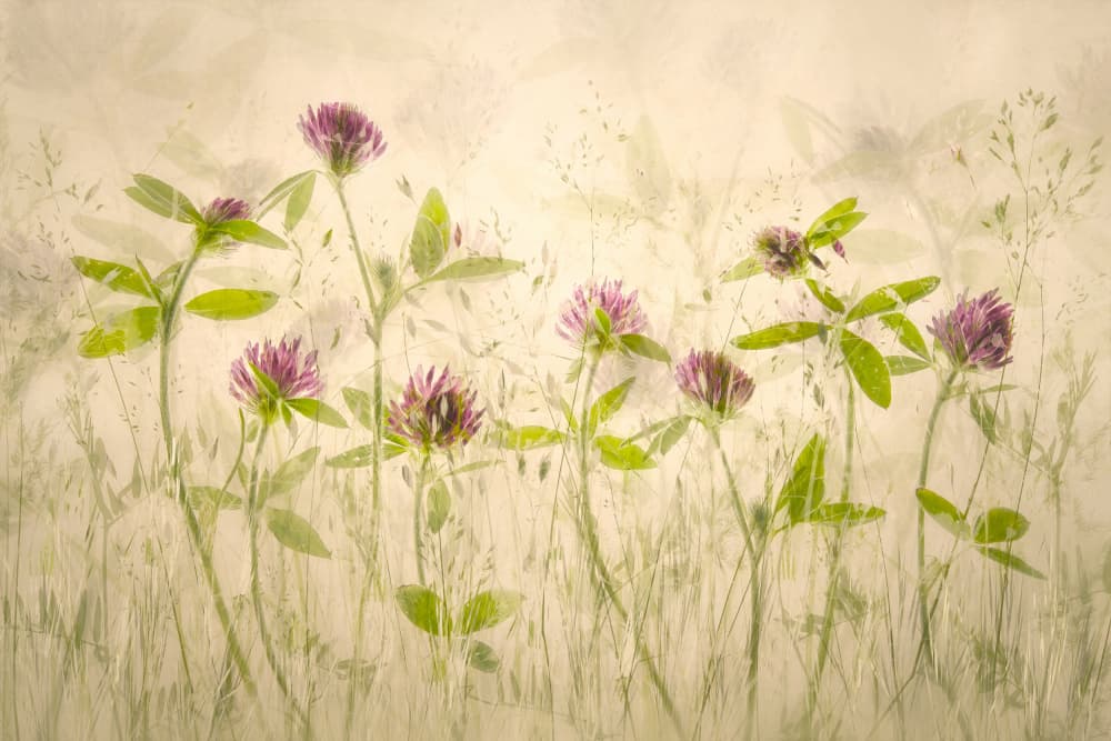 Old luky times by Nel Talen — canvas wall art