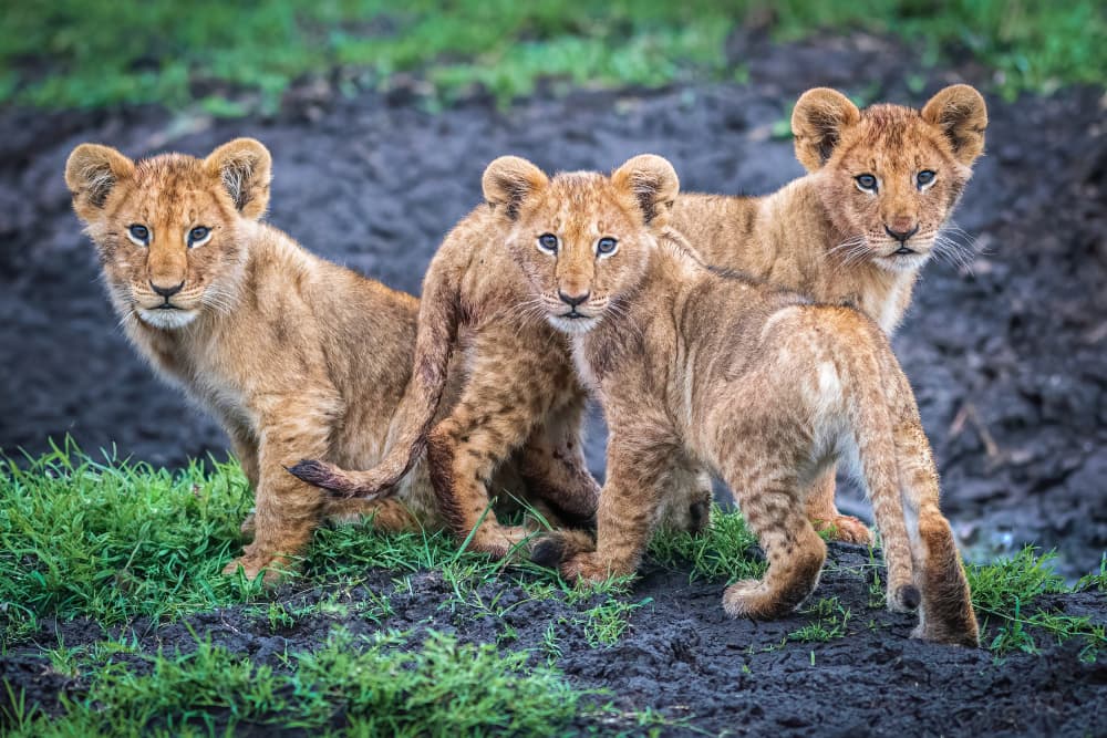 Three Curious Lion Cubs by Jeffrey C. Sink — canvas wall art