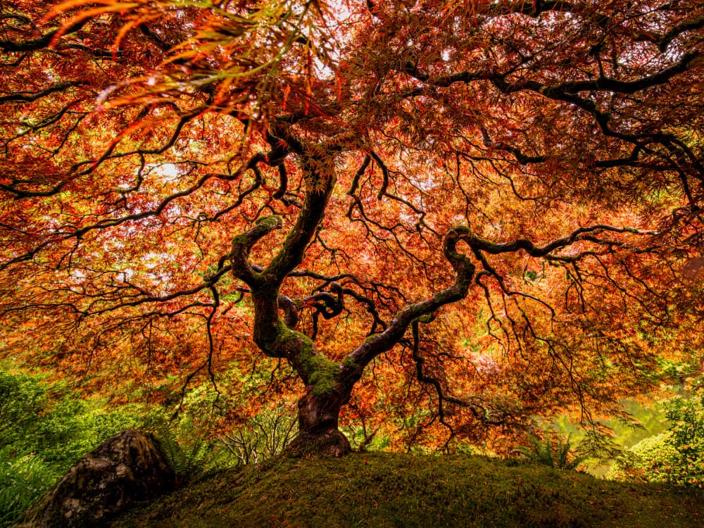 Autumn Maple Glow by Wenjin Yu — canvas wall art