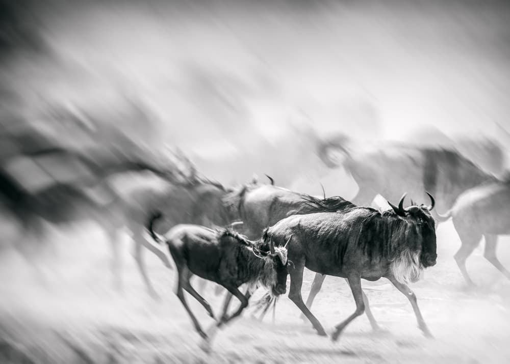 Dynamic Wildebeest Migration by Jaco Marx — canvas wall art