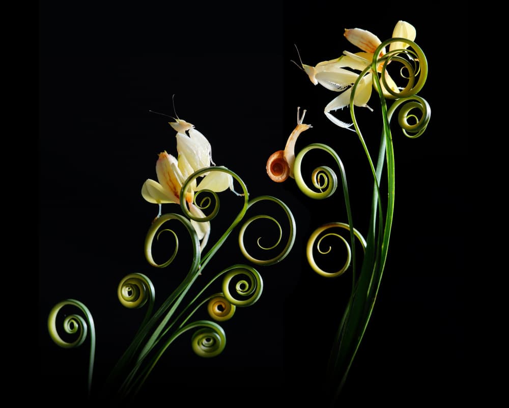 Elegant Mantises and Snail by Andri Priyadi — canvas wall art