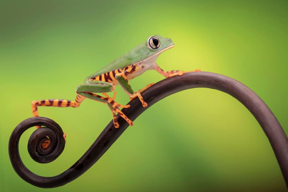 Striped Tree Frog on Spiral by Renee Doyle — canvas wall art