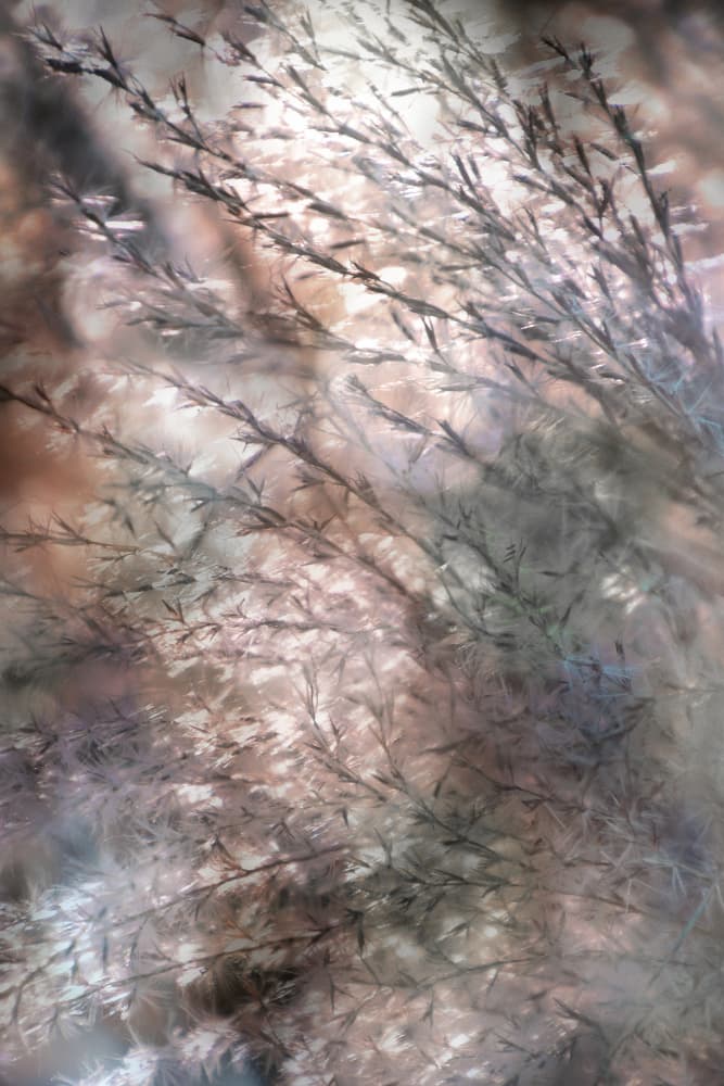 Ethereal Flowing Grass by Christina Sillen — canvas wall art