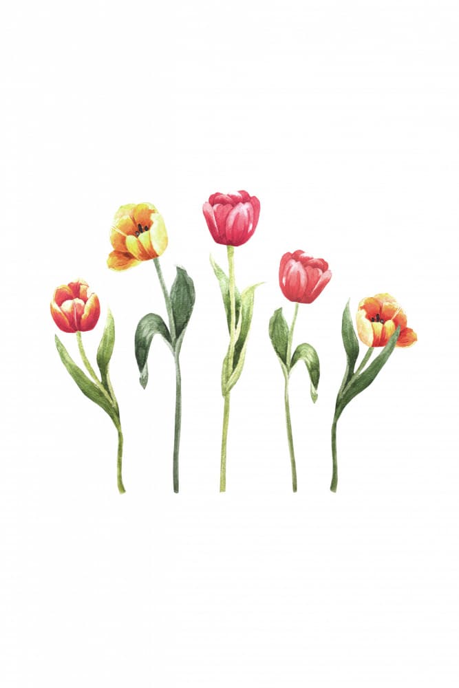 Vibrant Watercolor Tulips by Karen Menzenbach — canvas wall art