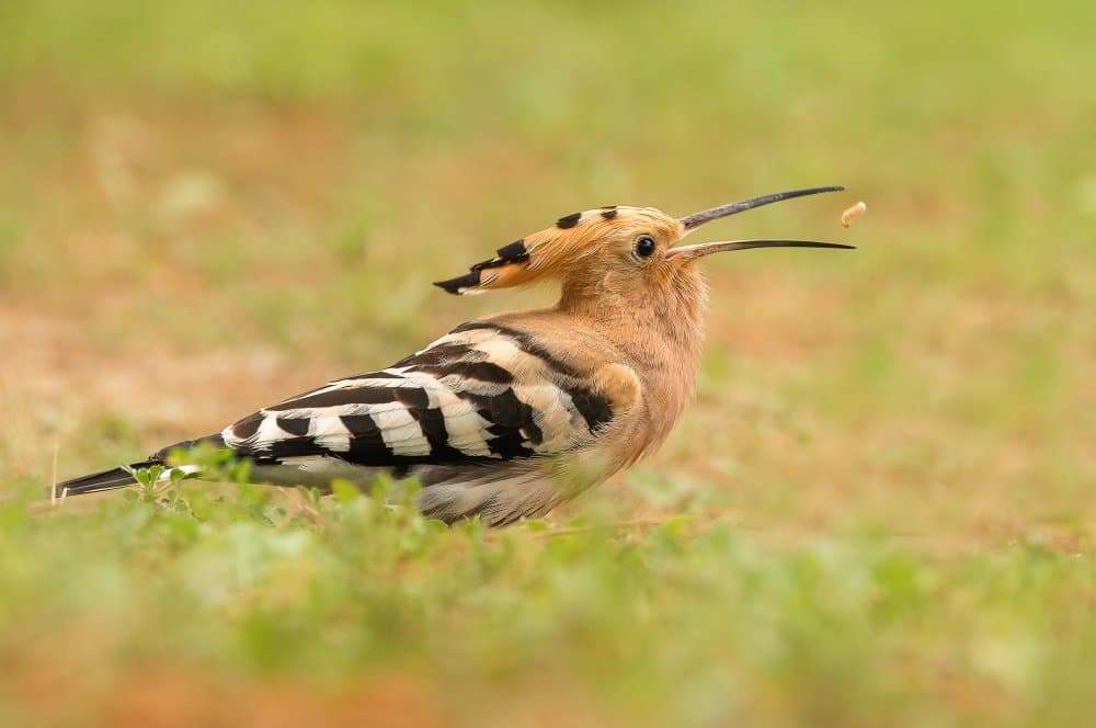 Hoopoe Bird Catching Insect by Annie Keizer — canvas wall art