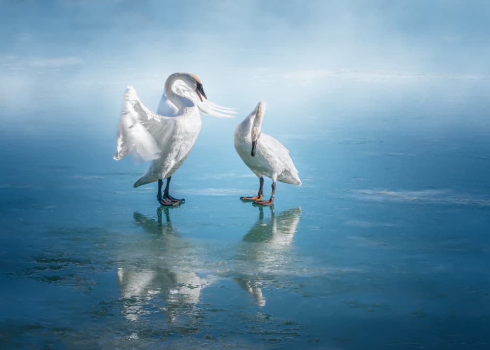 grace on ice by Jennifer Chen APA — canvas wall art