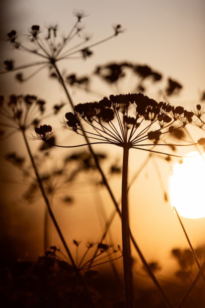Golden Hour 1 by Mareike Böhmer — canvas wall art