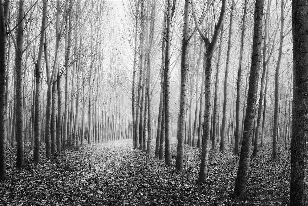 Bare Tree Forest Path by George Digalakis — canvas wall art
