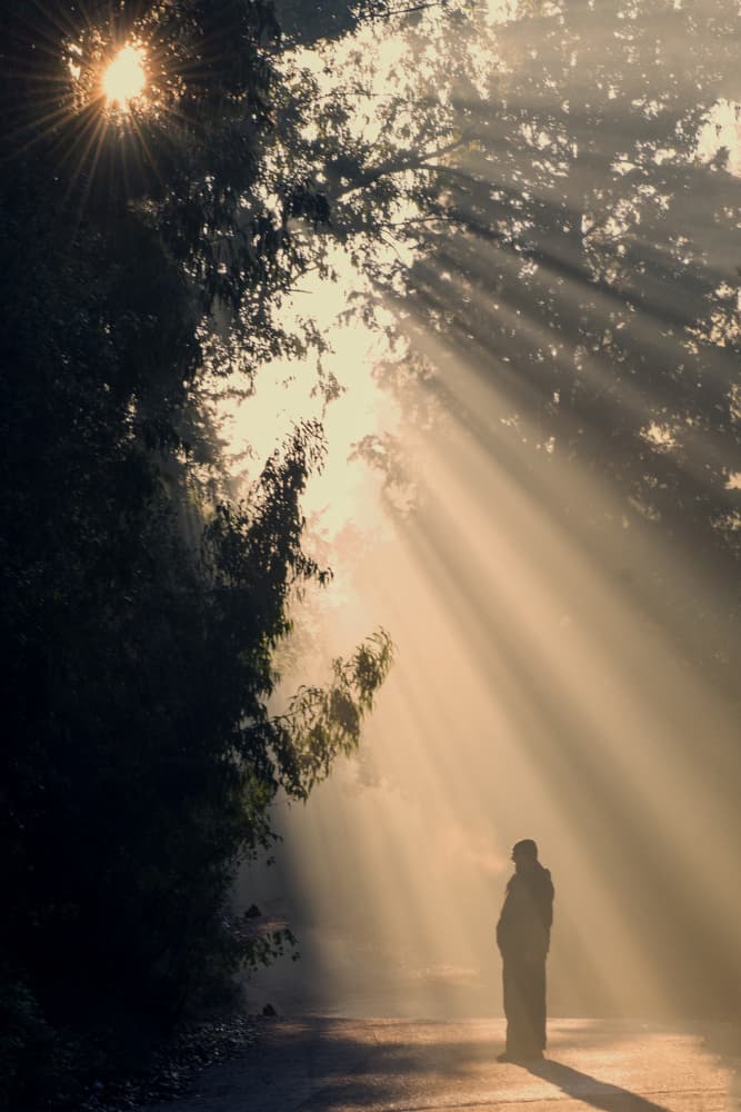 Golden Light Forest Path by Mallal Moshe — canvas wall art