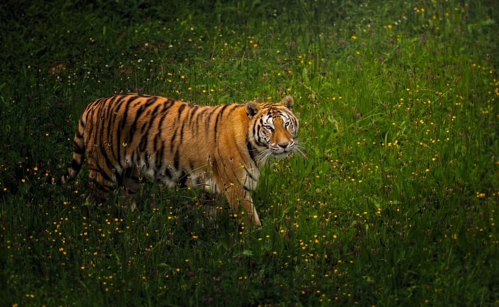 Walking Wild Tiger by joanaduenas — canvas wall art