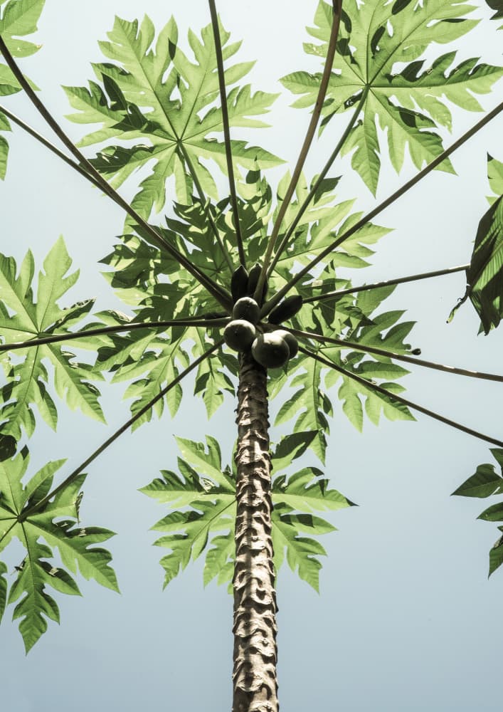 Skyward Papaya by Shot by Clint — canvas wall art