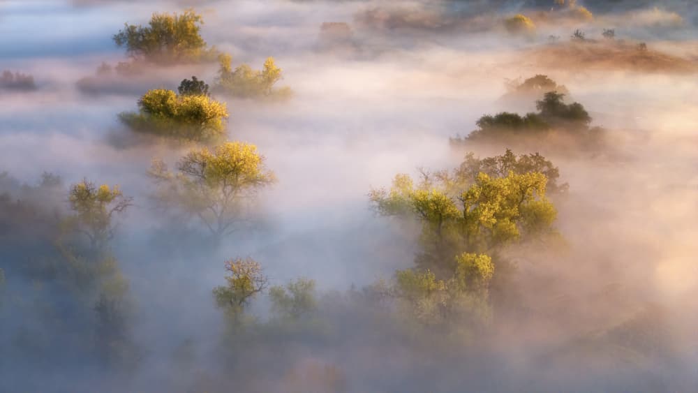 Golden Morning Mist by Joan Zhang — canvas wall art