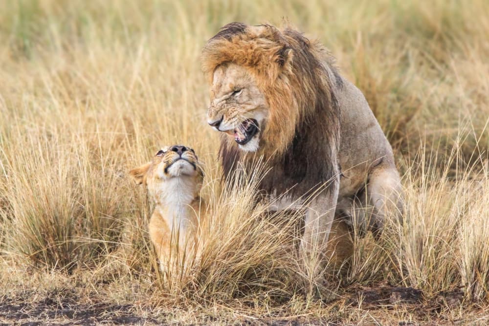 Lions Intense Moment by Jeffrey C. Sink — canvas wall art