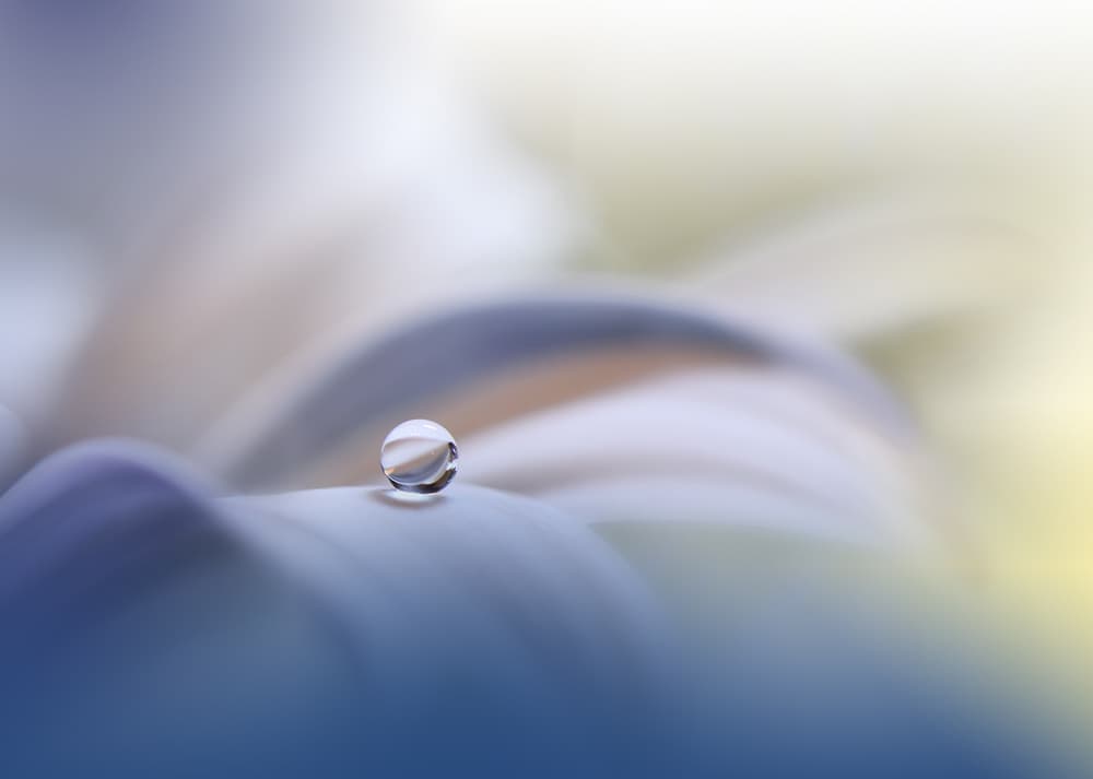 Delicate Water Drop by Juliana Nan — canvas wall art