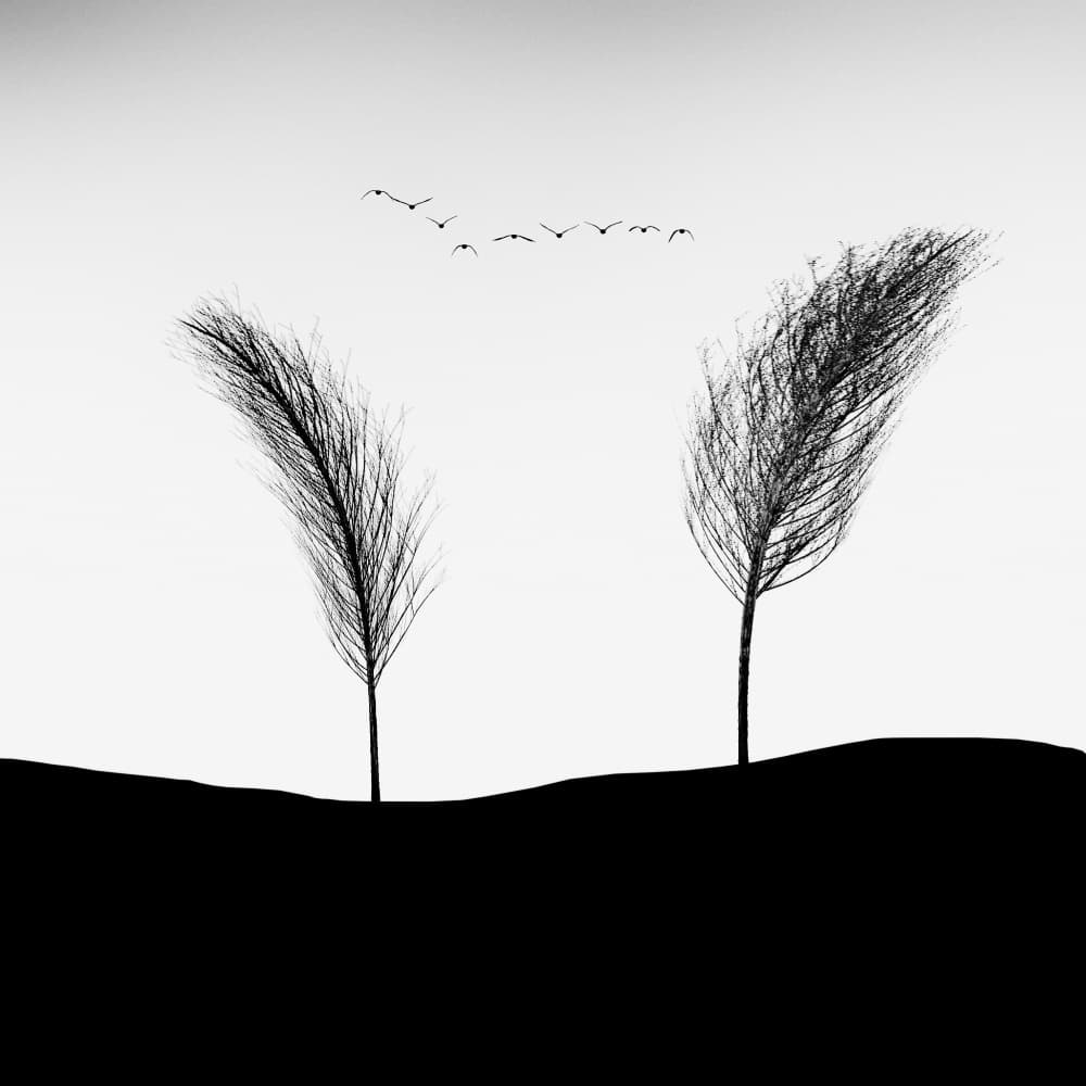 Windswept Trees Flying Birds by Marchevca Bogdan — canvas wall art