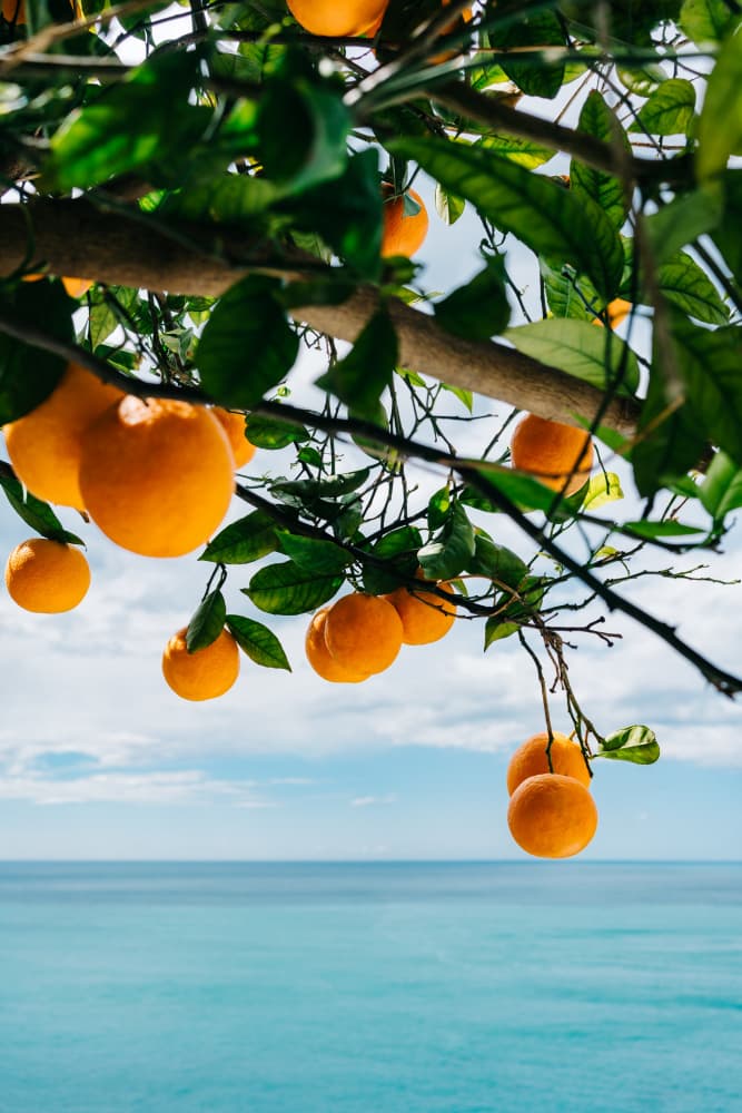 Oranges Over Blue Ocean by Bethany Young — canvas wall art