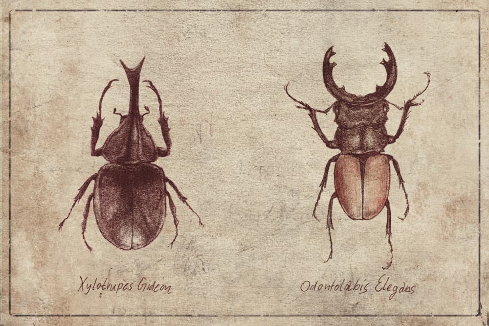 Beetle Illustrations by Mike Koubou — canvas wall art