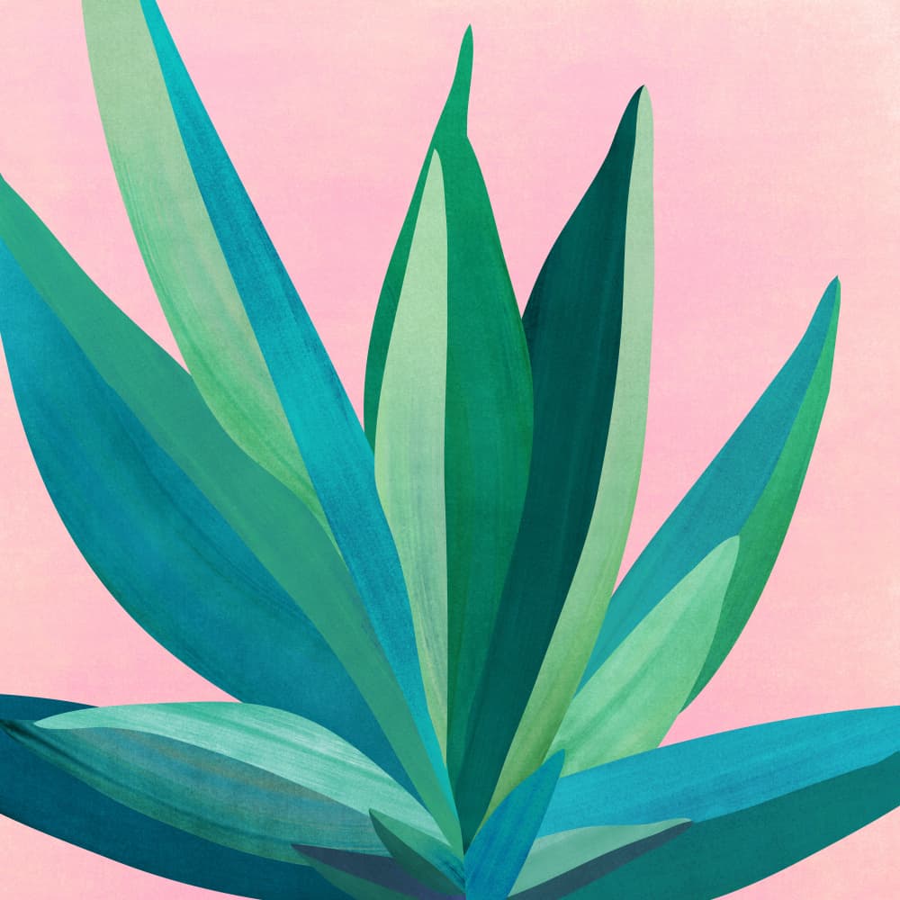 Colorful Agave 4 by Kristian Gallagher — canvas wall art