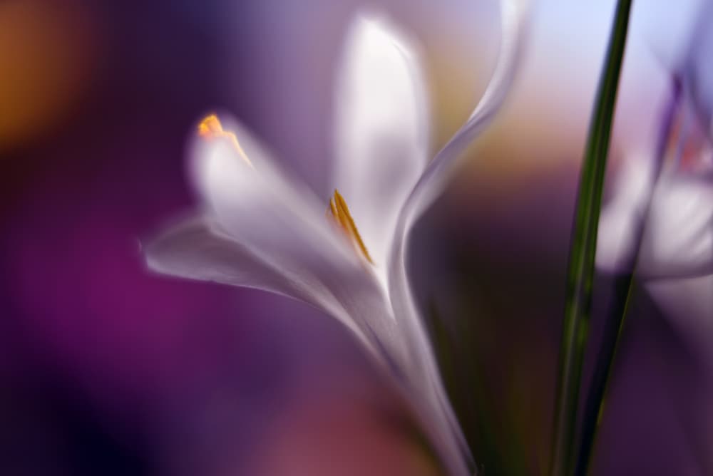 Soft Floral Dream by Heidi Westum — canvas wall art