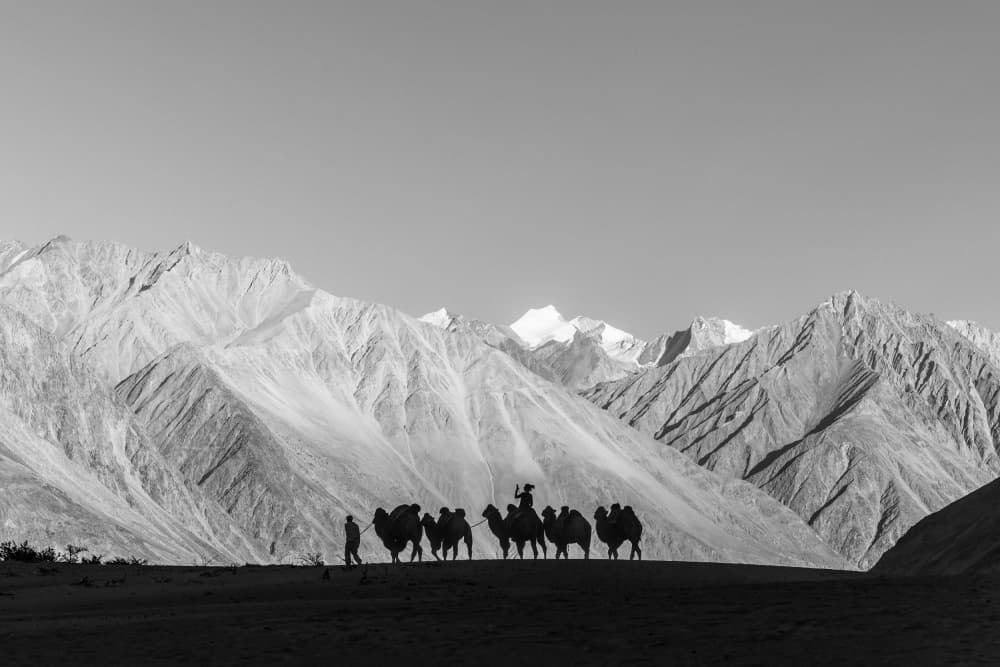 Himalayan Camel Journey by ADIREK M — canvas wall art