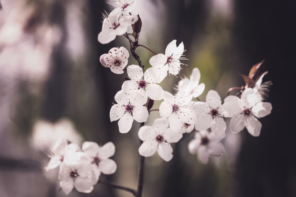 Blossoms by Kathrin Pienaar — canvas wall art