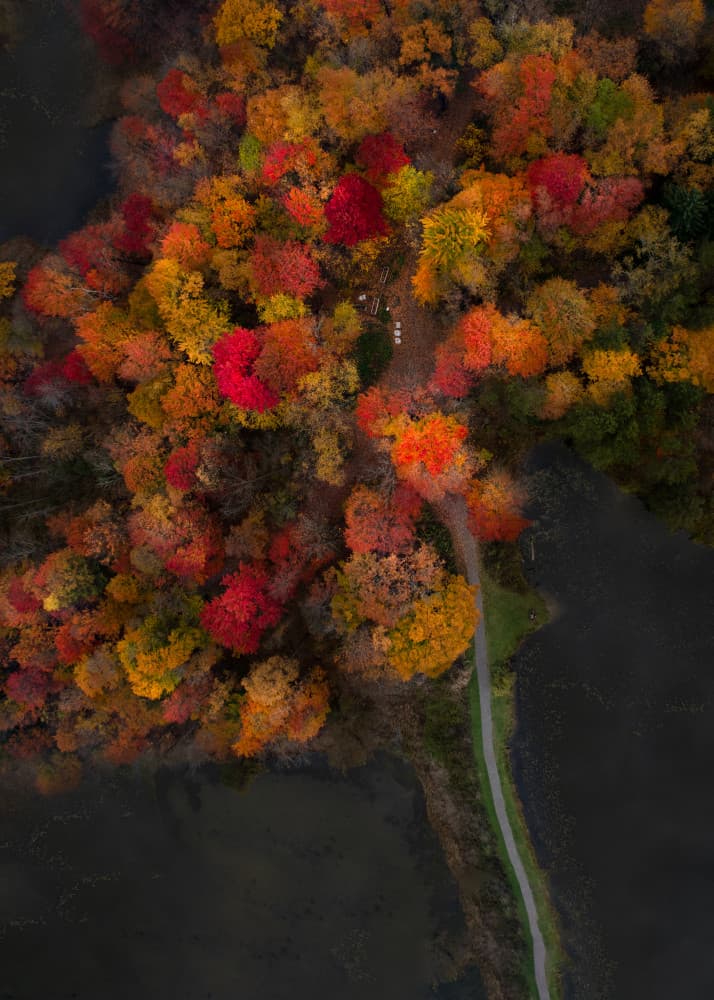 Vibrant Fall Forest Path by Ling  Lu — canvas wall art