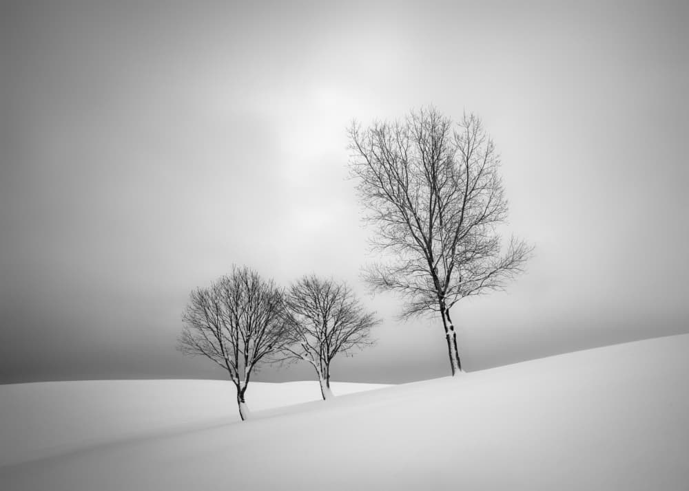 Serene Winter Trees by Dawn X W — canvas wall art
