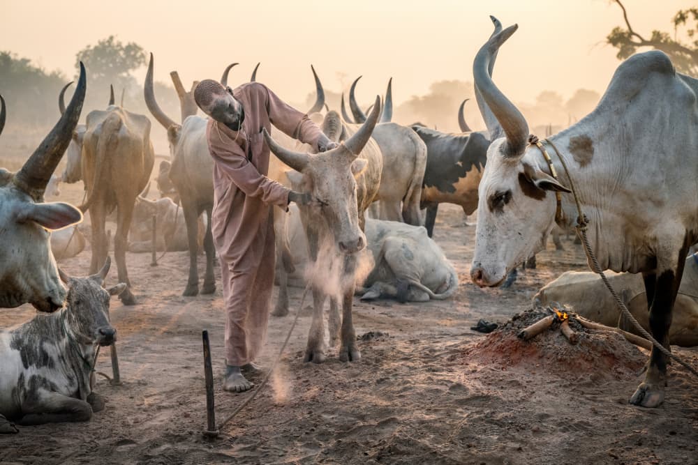 African Cattle Herdsman by Trevor Cole — canvas wall art