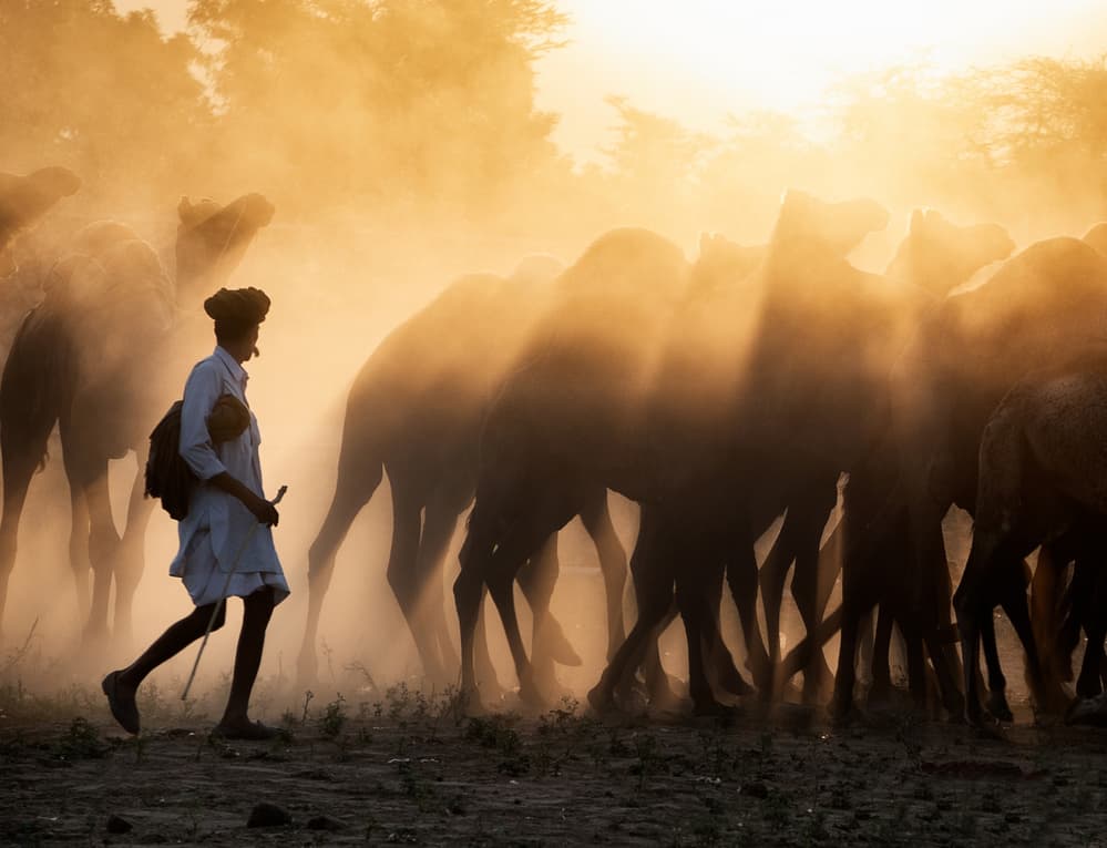 Camel Herder Golden Light by Jassi Oberai — canvas wall art