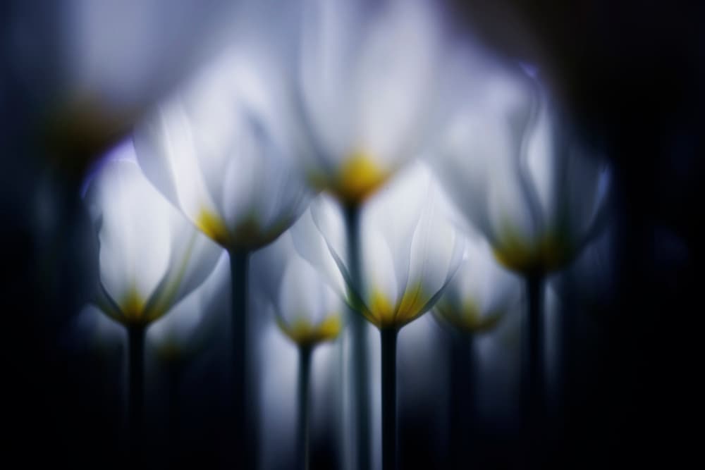 Elegant Shadow Tulips by Takashi Suzuki — canvas wall art