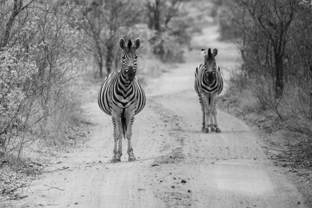 Wild Zebras Safari Road by Caroline Wirtz — canvas wall art