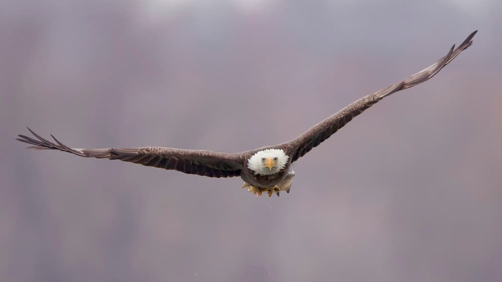 Bald Eagle in Flight by Tao Huang — canvas wall art