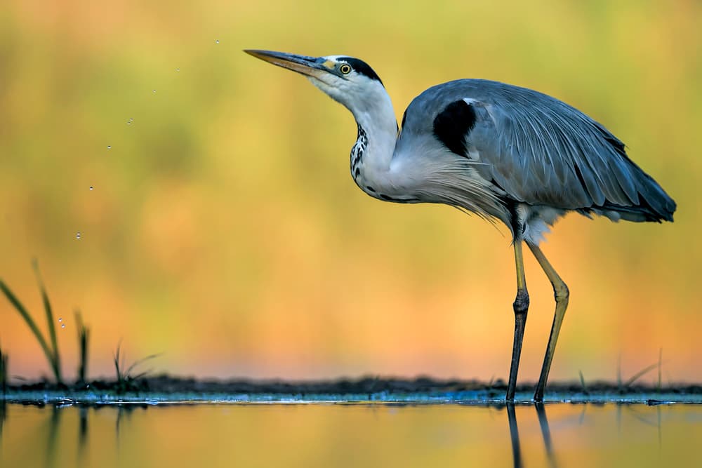 Grey Heron Reflection by Jun Zuo — canvas wall art