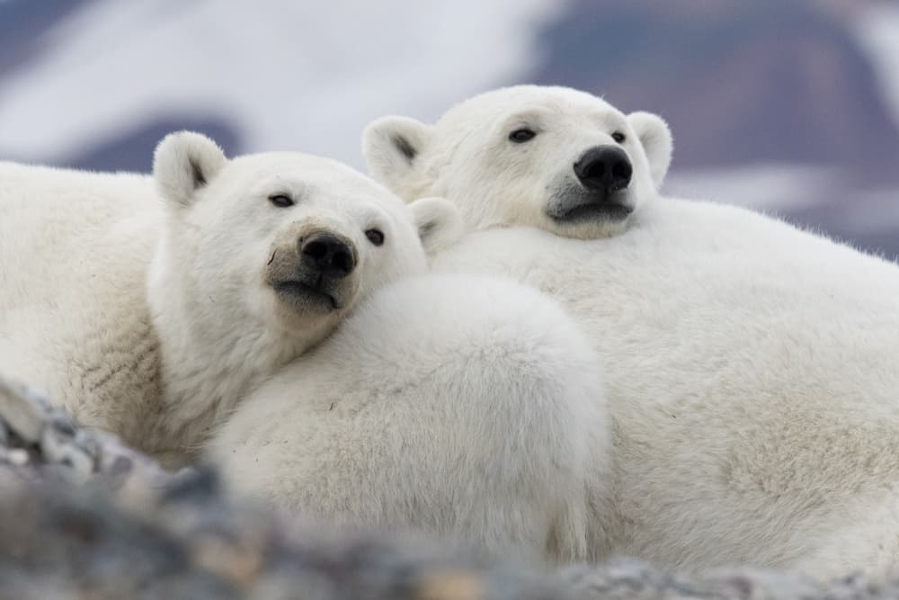 Mother Cub Cuddle by Manish Nagpal — canvas wall art